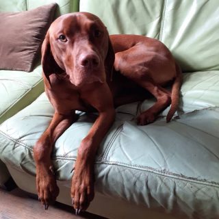 Thank you for the visit Tyto 
.
.
.
#doglovers #dogsitting #dogsofinstagram #dogwalkerlife #instadog #stokenewington #stokeylife #vizsla
