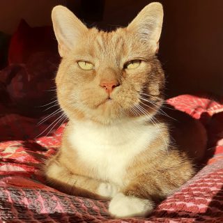 PETS AT HOME: sunbathing 🌞🐾🐾
.
Here's Gigi sunbathing from the comfort of his bed😻
. .
.
.
.
#mycat #petsitting #petsitting #petsittitterlife #stokenewington #n16 #stokeylife #lovemyjob #gingercat #gingerlove #gingercatsofinstagram #instacat #instapet #sunbathing #bestlife #nofilter #bestspot