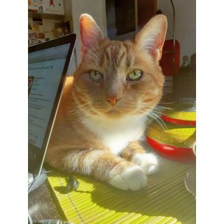 Smart working 😻💻
.
.
#stayhome #smartworking #smartcat #petsittitterlife #petsitting #gingercat #catsofinstagram #gingerlove #gigi #mycat #cuteness #dogwalking #stokenewington #stokeylife #newingtongreen #newigtongreencats #n16petsitter #n16dogwalker