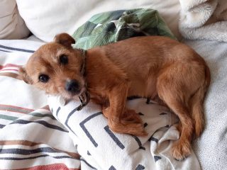 PETS @HOME 🏡🦴🐾
.
.
chippie saving lives @home 😍😍😁🐕🐾
.
.
.
#petsathome #animallovers #instadog #dogwalking #dogwalkerlife #petsitting #petsittitterlife #terriersofinstagram #lifeisgood #leavingthedream