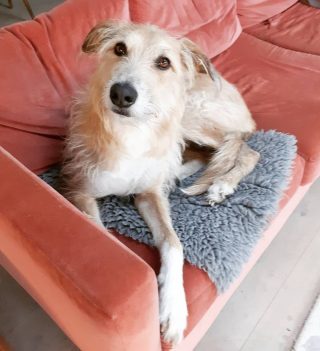 PETS AT HOME 🏡🐾🦴
.
.
.
Netflix and pizza pleaseee!!
.
.
.
#Ronnie #lurcher #lurchersofinstagram #stayhome #staysafe #quarantine #havefun
#relax #instadog #dogwalking #dogwalkerlife #petsitting #petsitting #petsittitterlife #stokenewington #n16 #stokeylife #lovemyjob
