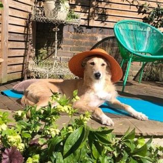 PETS AT HOME 🏡🦴🐾
.
Sunbathing level: PRO .
.
.
quarantine mood: bring me a margarita pls!!! 🙌🌞🍹🐾
.
.
.
#ronnie #lurcher #lurchersofinstagram #instadog #dogwalking #dogwalkerlife #petsitting #petsitting #petsittitterlife #stokenewington #n16 #stokeylife #lovemyjob #quarantine #sunbathing #stayhome #staysafe #enjoylife