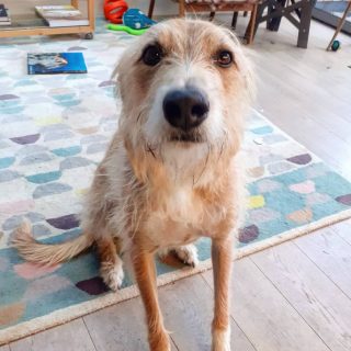 PETS AT HOME 🏡🦴🐾
.
Ronnie and his sweet face .
.
.
.
#Ronnie #lurcher #lurchersofinstagram #instadog #cuteness #stayhome #petsittitterlife #petsitting #dogwalking #dogwalkerlife #stokenewington #stokeylife
