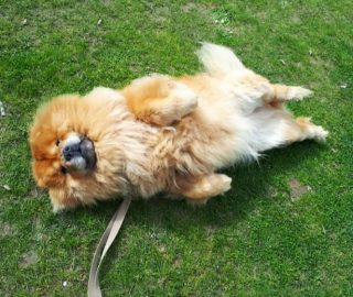 The good thing about this quarantine is the sunny weather .
.
PETS AT HOME: sunbathing 🐾🐾🌞
.
.
.
Throwback pic of Elvis  @elvisandmishka having a rolling and enjoying the sun
.
.
.
#petslover #instadog #dogwalking #dogwalkerlife #dogwalking #petsitting #stayhome #staysafe #quarantine #chowchow #chowchowofinstagram #chowchowlover #sunbathing #enjoylife #weekendfeeling #fluffydog #cuteness #islington #islingtonlife #n1