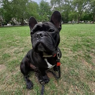 Brooklin being handsome 😍
.
.
.
#dogwalking #dogsitting #doglovers #animallovers #islington #frenchbulldog #instadog #frenchiesofinstagram #handsomeboy #nofilter